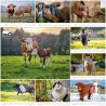 Erdlingshof-Wandkalender, Ausgabe 2024