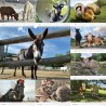 Erdlingshof-Wandkalender, Ausgabe 2026