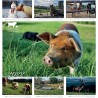 Erdlingshof-Wandkalender, Ausgabe 2022